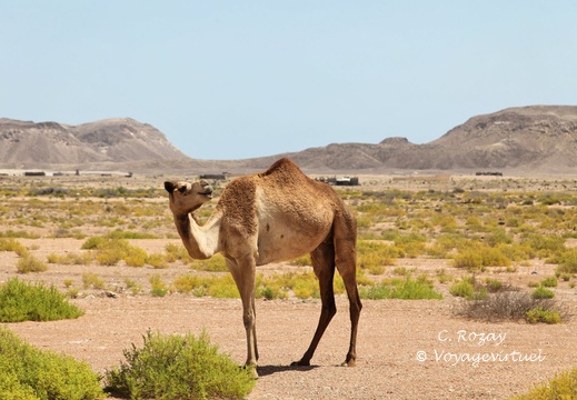 ad daffah ash sharqiyah Oman 001