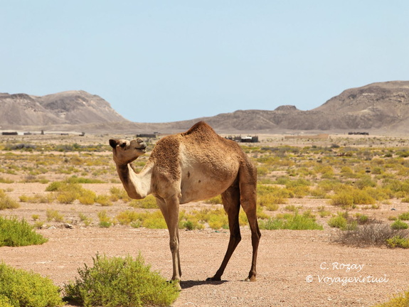 ad daffah ash sharqiyah Oman 001