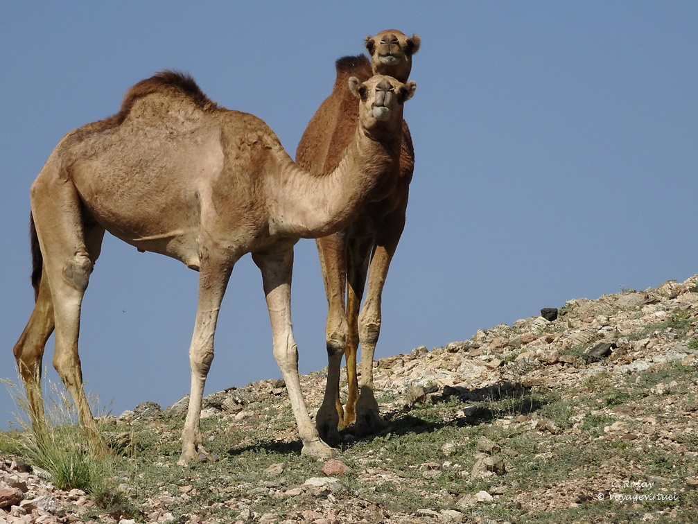 Oman 2018 11 12 10 41 24 34334 road salalah duqm