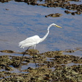 Oman aigrette garzette road salalah duqm