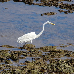 Oman aigrette garzette road salalah duqm
