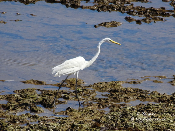 Oman aigrette garzette road salalah duqm