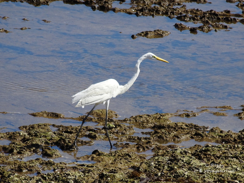 Oman aigrette garzette road salalah duqm