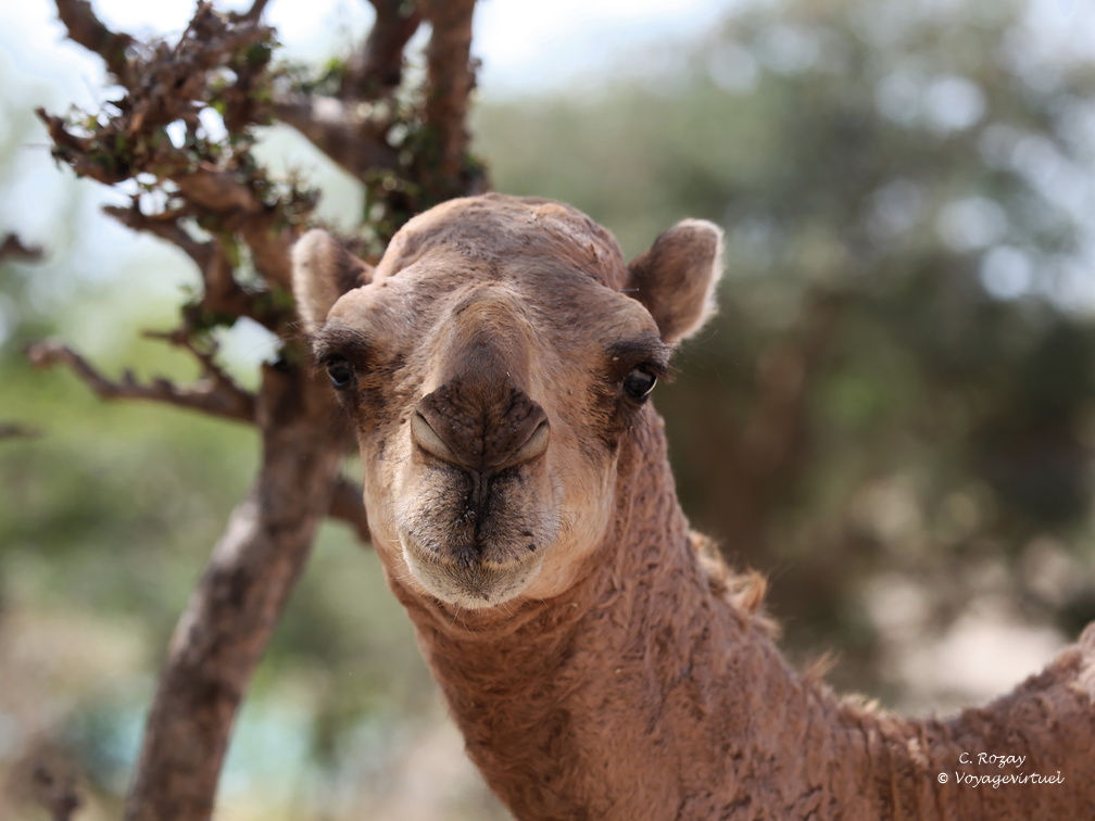 Oman dromadaire wadi darbat salalah