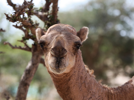 Oman dromadaire wadi darbat salalah