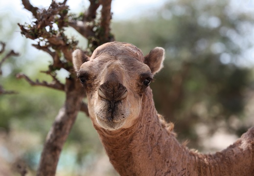 Oman dromadaire wadi darbat salalah