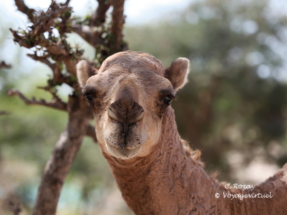 Oman dromadaire wadi darbat salalah