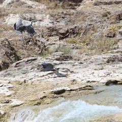 Oman 2018 11 09 11 03 16 wadi darbat salalah