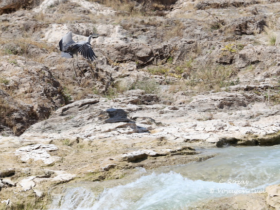 Oman 2018 11 09 11 03 16 wadi darbat salalah