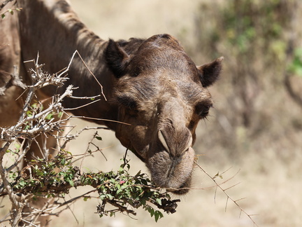 Oman 2018 11 09 11 15 wadi darbat salalah