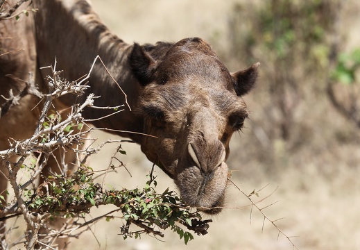 Oman 2018 11 09 11 15 wadi darbat salalah