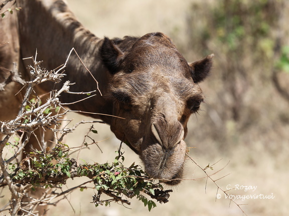 Oman 2018 11 09 11 15 wadi darbat salalah