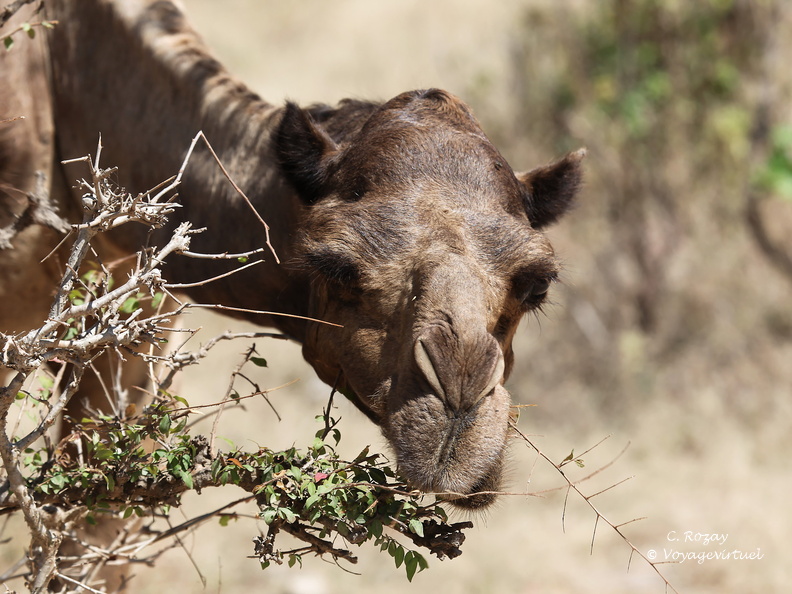 Oman 2018 11 09 11 15 wadi darbat salalah