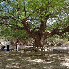 Oman arbre géant wadi darbat salalah