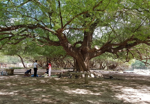 Oman arbre géant wadi darbat salalah