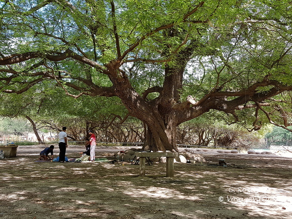 Oman arbre géant wadi darbat salalah