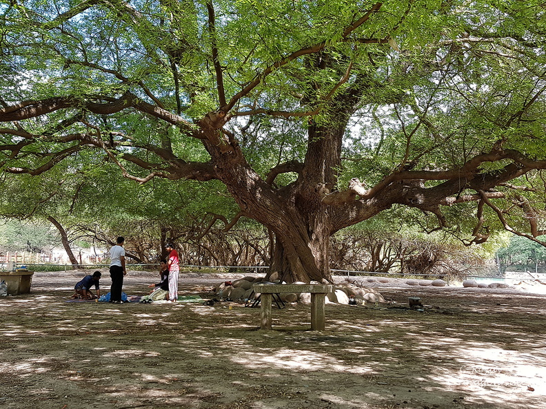 Oman arbre géant wadi darbat salalah