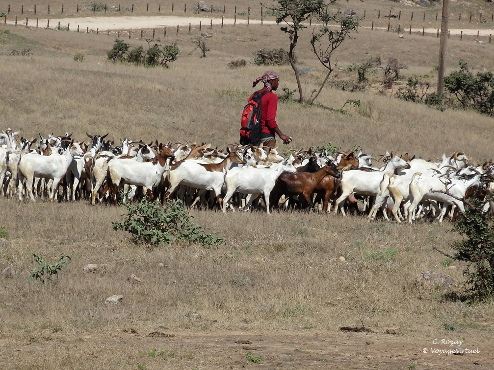 Oman berger et chèvres Dhofar Salalah