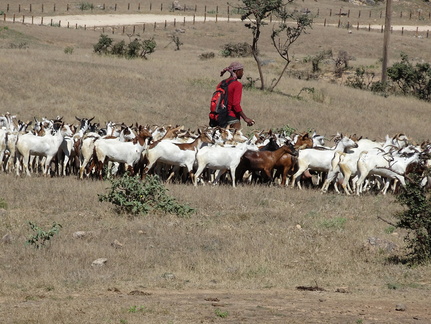 Oman berger et chèvres Dhofar Salalah
