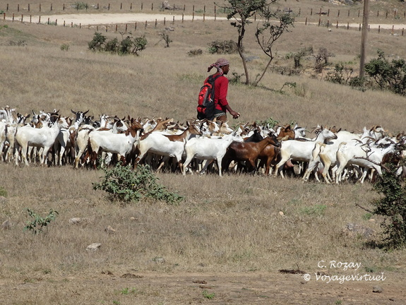Oman berger et chèvres Dhofar Salalah