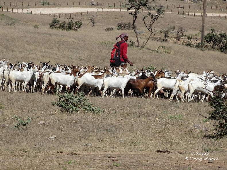 Oman berger et chèvres Dhofar Salalah