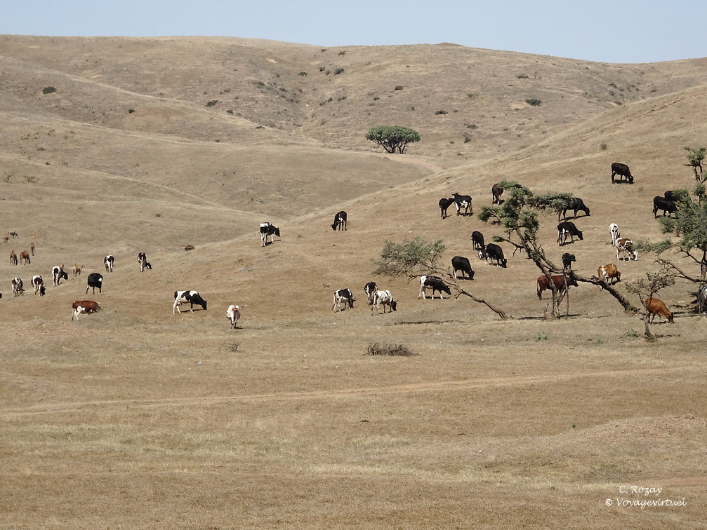 Oman plateau d'Atin Salalah