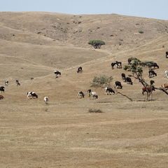 Oman plateau d'Atin Salalah