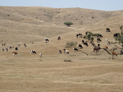 Oman plateau d'Atin Salalah