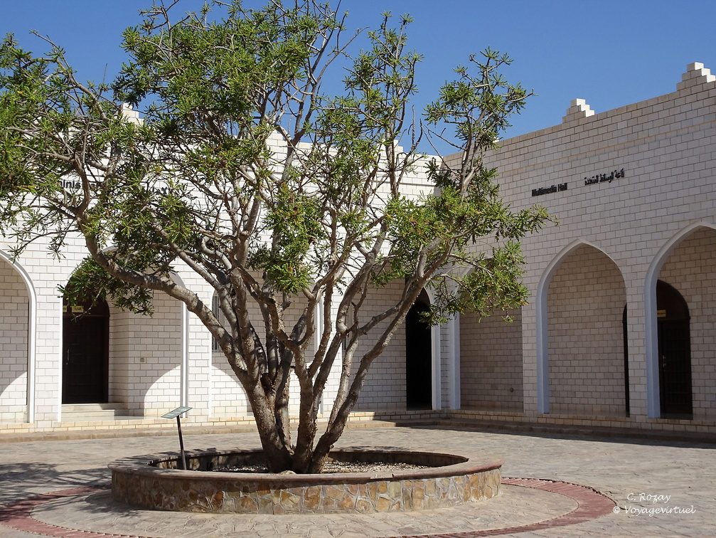 Oman Boswellia sacra Museum of the Frankincense Salalah