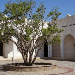 Oman Boswellia sacra Museum of the Frankincense Salalah