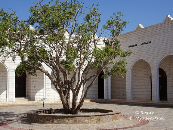 Oman Boswellia sacra Museum of the Frankincense Salalah