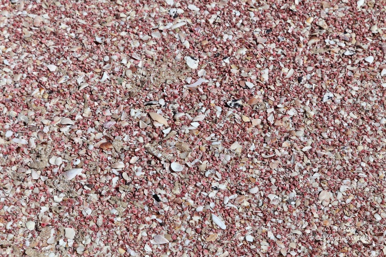 Sable rose et plein de coquillages sur la plage de Ras El Hadd Sour Et Ras Al Hadd