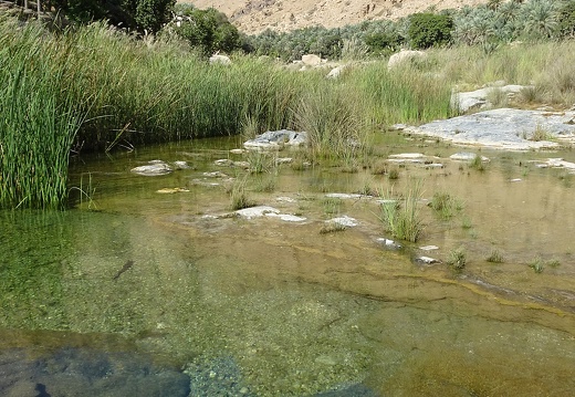 Oman 2018 11 14 10 47 wadi tiwi