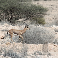 Oman 2018 11 14 10 antilopes entre sur et quriyat