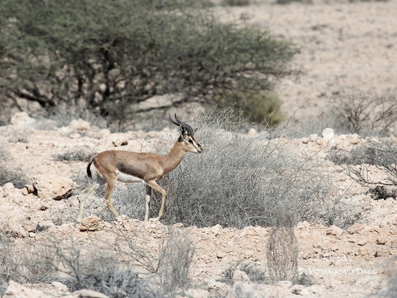 Oman 2018 11 14 10 antilopes entre sur et quriyat
