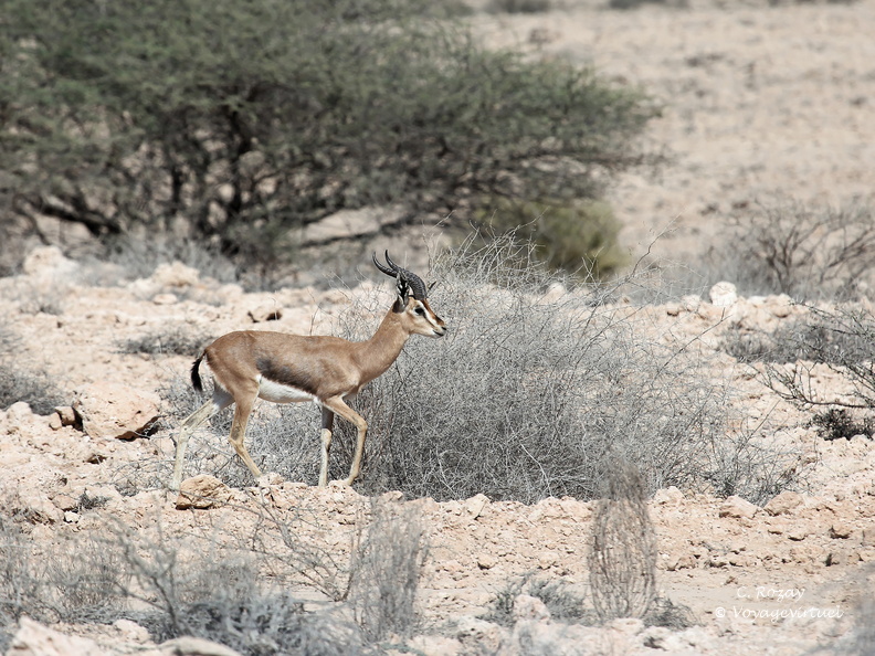 Oman 2018 11 14 10 antilopes entre sur et quriyat