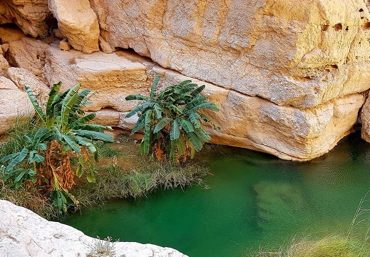 Oman 2018 11 14 11 48 1 wadi tiwi