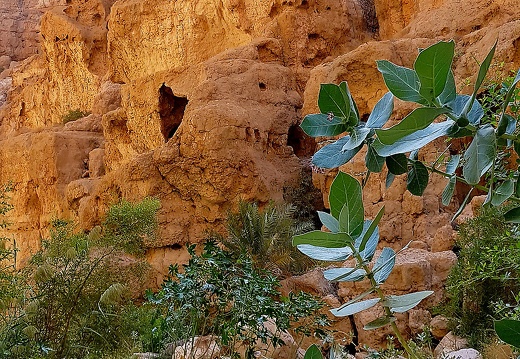 Oman 2018 11 14 11 58 wadi tiwi