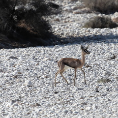 Oman 2018 11 15 09 17 antilopes entre sur et quriyat