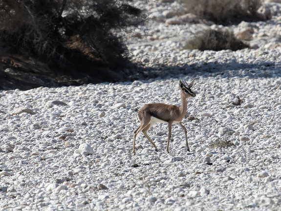 Oman 2018 11 15 09 17 antilopes entre sur et quriyat