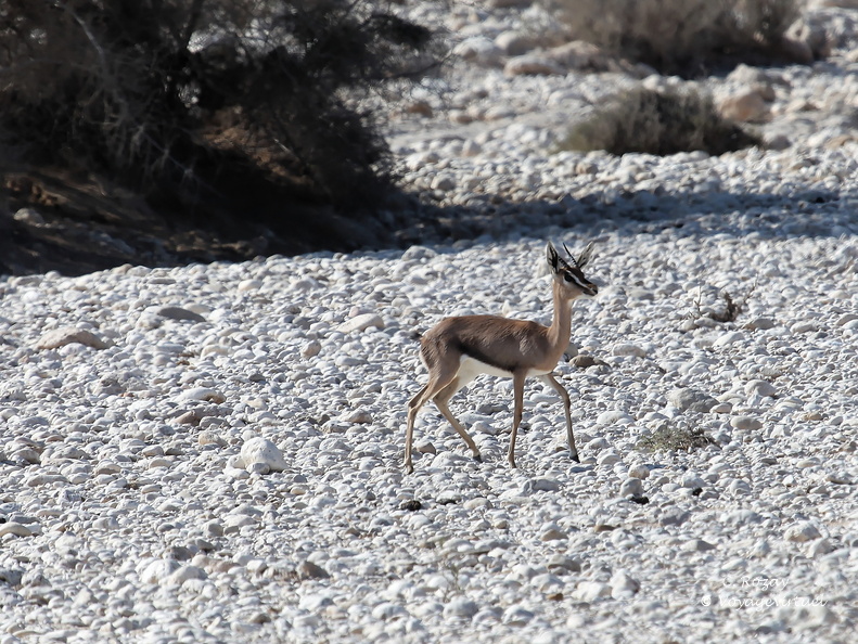Oman 2018 11 15 09 17 antilopes entre sur et quriyat