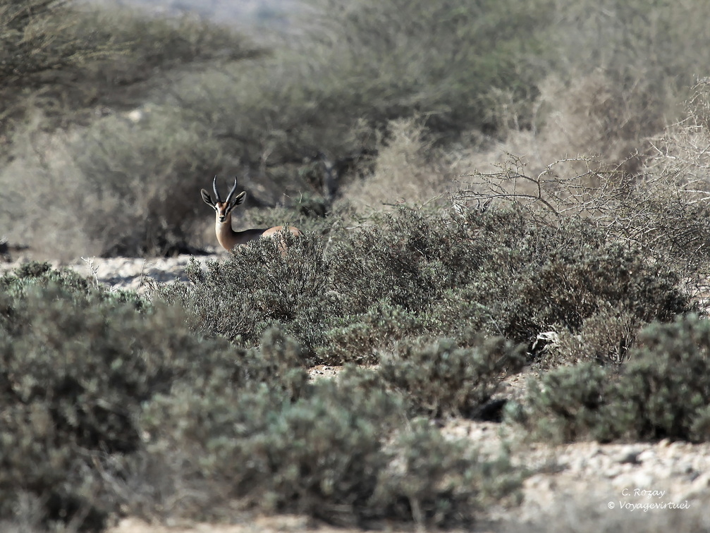 Oman 2018 11 15 09 18 antilopes entre sur et quriyat
