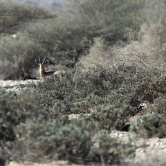 Oman 2018 11 15 09 18 antilopes entre sur et quriyat