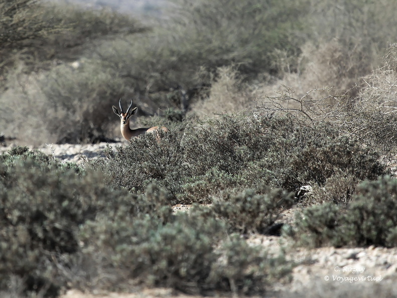 Oman 2018 11 15 09 18 antilopes entre sur et quriyat