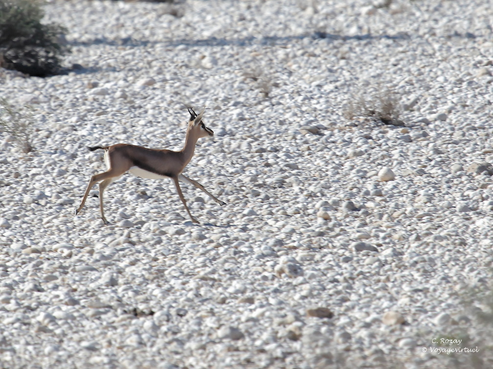 Oman 2018 11 15 09 1 antilopes entre sur et quriyat