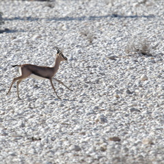 Oman 2018 11 15 09 1 antilopes entre sur et quriyat