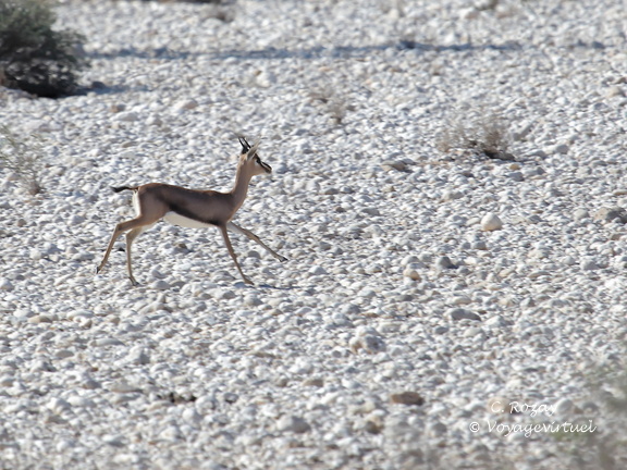 Oman 2018 11 15 09 1 antilopes entre sur et quriyat