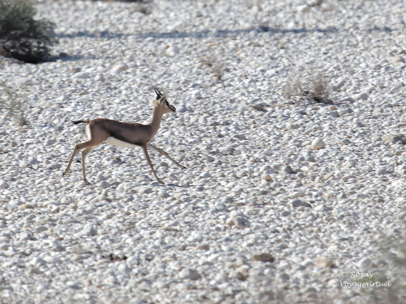 Oman 2018 11 15 09 1 antilopes entre sur et quriyat