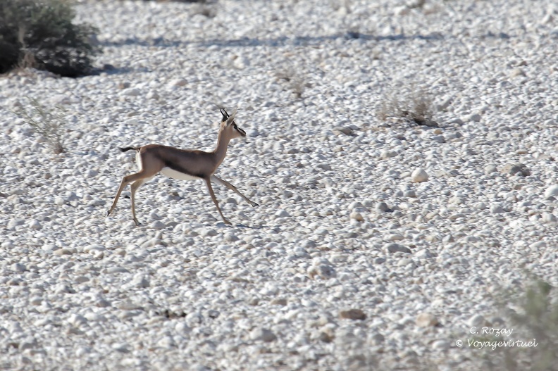 Course de la gazelle d'Arabie dans les cailloux du wadi, Ras AlShajer Nature Reserve (محمية رأس الشجر الطبيعية) Wadis Et Antilopes