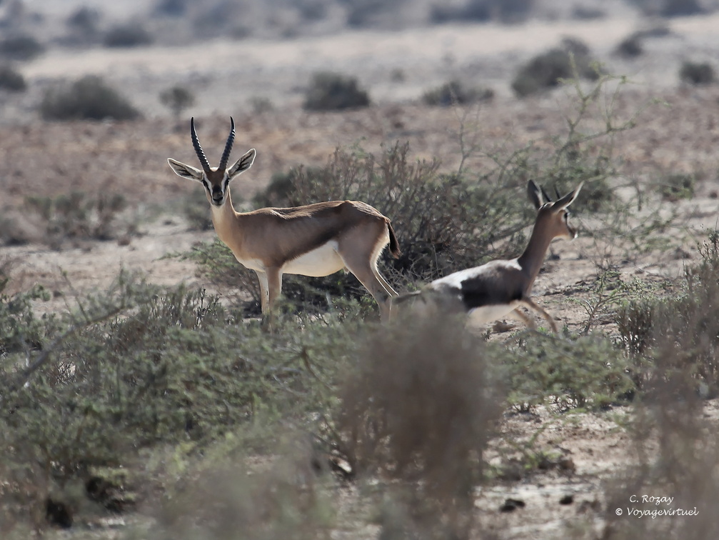 Oman 2018 11 15 09 27 antilopes entre sur et quriyat